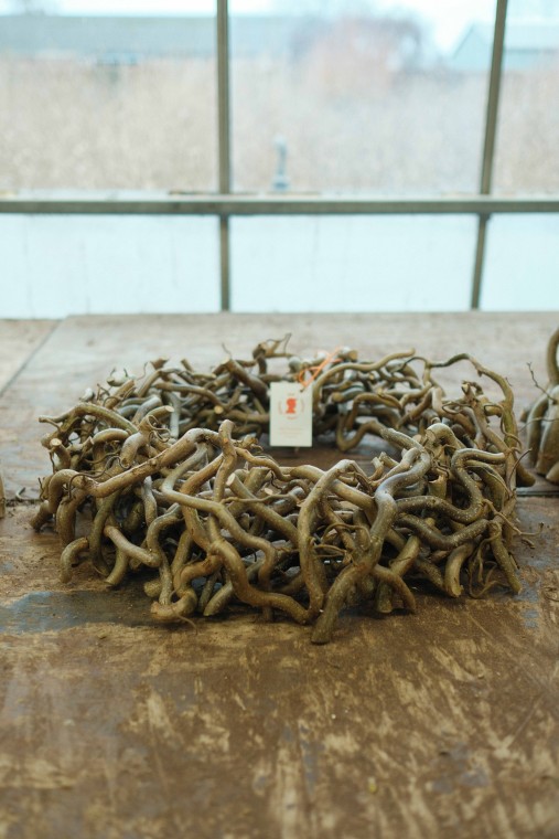 Corylus kransen
